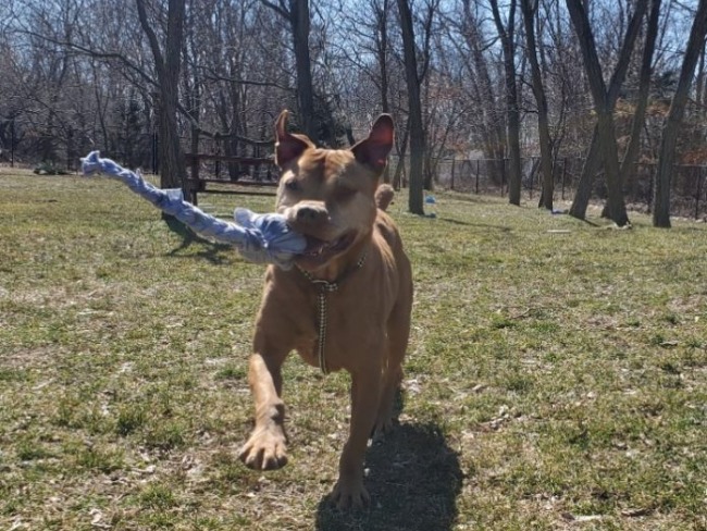 Girls Scouts repurpose misprinted T-shirts to help shelter dogs and cats