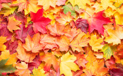 Falling leaves and green fall habits!