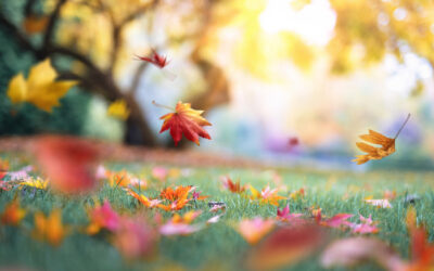 Don’t burn fall leaves!