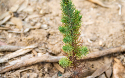 One eco-habit pledge from you = One tree planted!