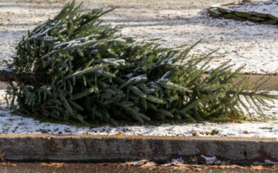 It’s Tree-cycling Season!